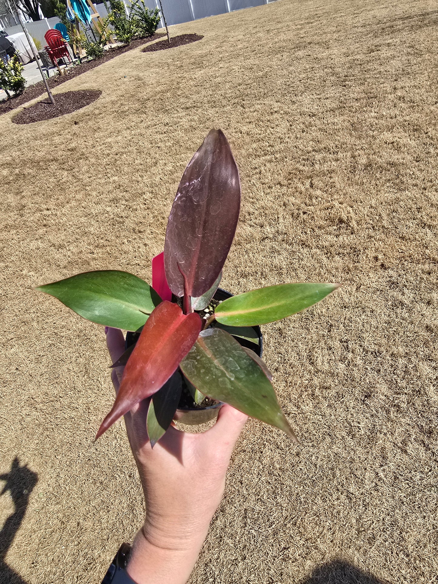 Philodendron Sun Red 4" - Not Pet Friendly - Pick Your Plant Option - Live Indoor Plant