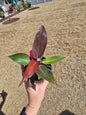 Philodendron Sun Red 4" - Not Pet Friendly - Pick Your Plant Option - Live Indoor Plant