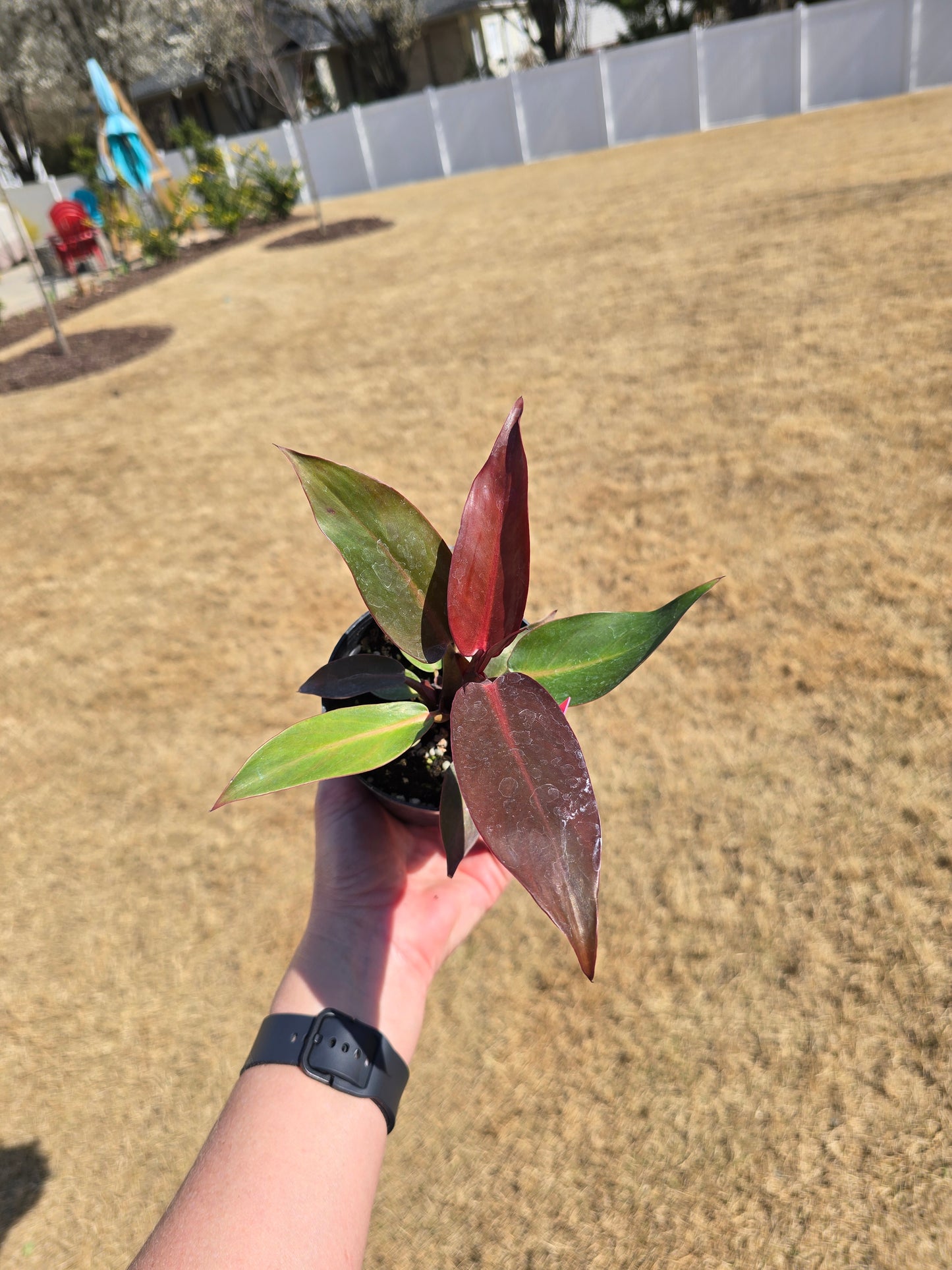 Philodendron Sun Red 4" - Not Pet Friendly - Pick Your Plant Option - Live Indoor Plant