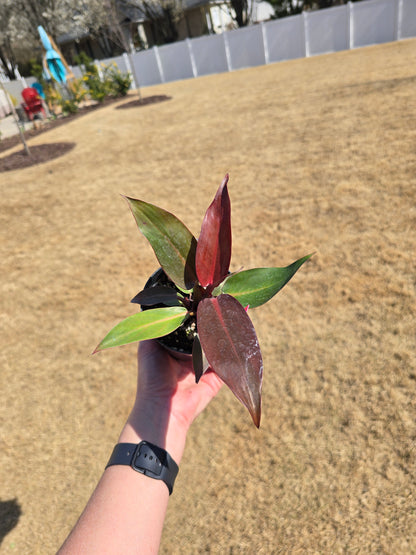 Philodendron Sun Red 4" - Not Pet Friendly - Pick Your Plant Option - Live Indoor Plant