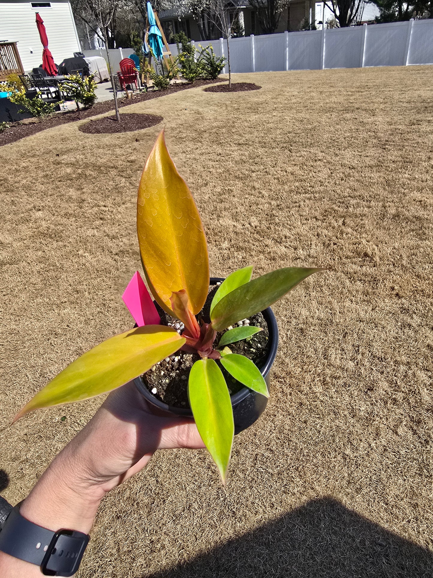 Philodendron Prince of Orange 4" - Not Pet Friendly - Pick Your Plant Option (Not Exact Plant) - Live Indoor Plant