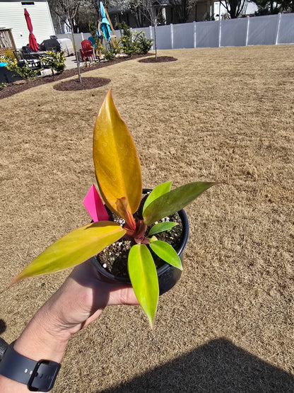 Philodendron Prince of Orange 4" - Not Pet Friendly - Pick Your Plant Option (Not Exact Plant) - Live Indoor Plant