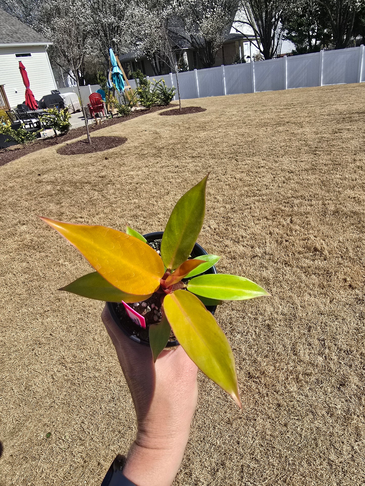 Philodendron Prince of Orange 4" - Not Pet Friendly - Pick Your Plant Option (Not Exact Plant) - Live Indoor Plant