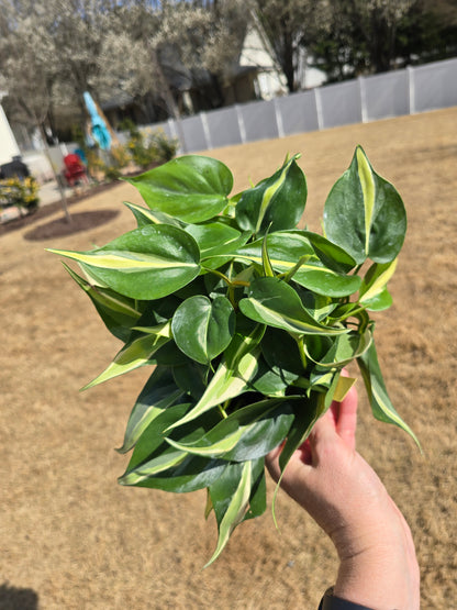 6" Philodendron Silver Stripe - Not Pet Friendly - Pick Your Plant Option - Indoor Plant