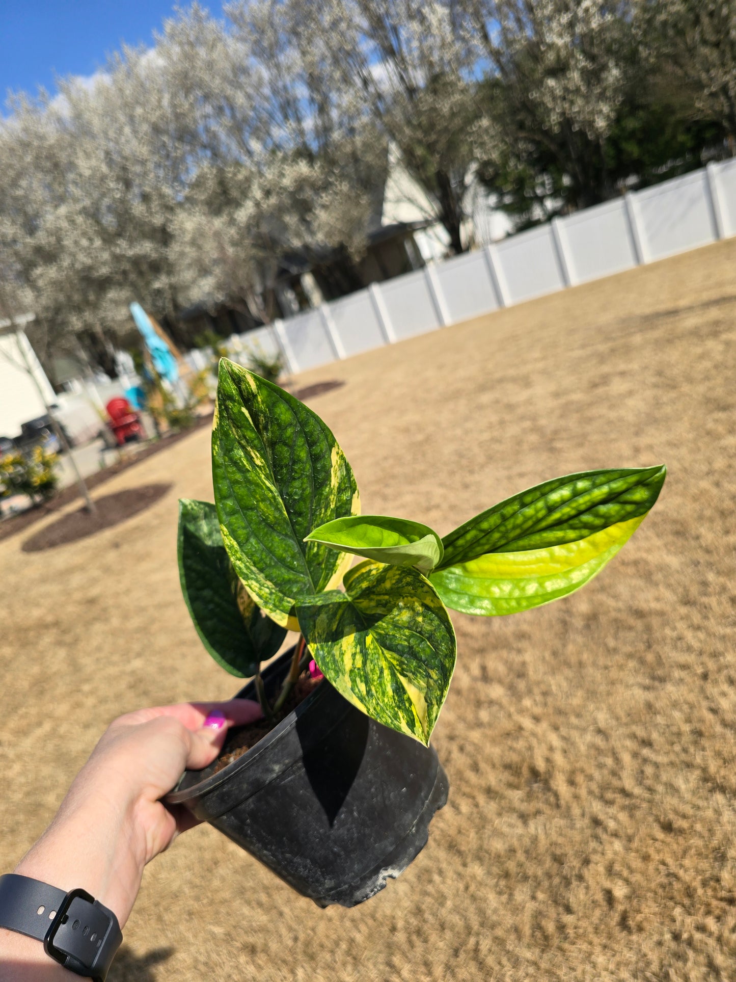 Monstera Peru Variegated 6" - Not Pet Friendly - Exact Plant - Live Indoor Plant