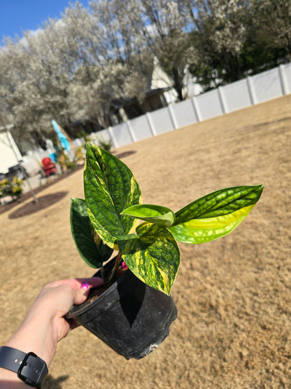 Monstera Peru Variegated 6" - Not Pet Friendly - Exact Plant - Live Indoor Plant