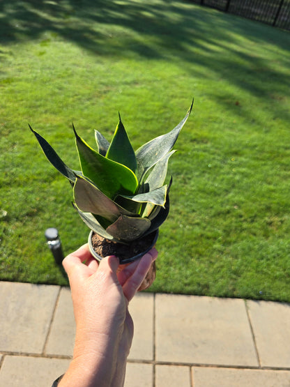 4" Snake Plant Emerald Star - Not Pet Friendly - Pick Your Plant Option - Live Indoor Plant