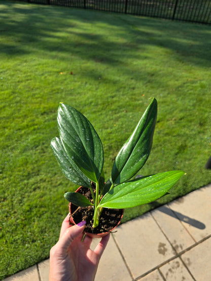 4" Philodendron Dragon Tail - Not Pet Friendly - Pick Your Plant Option - Live Indoor Plant