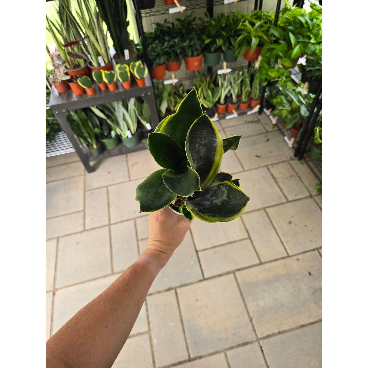 6” Snake Plant Fabi - Sansevieria - Not Pet Friendly - Pick Your Plant Option - Live Indoor Plant