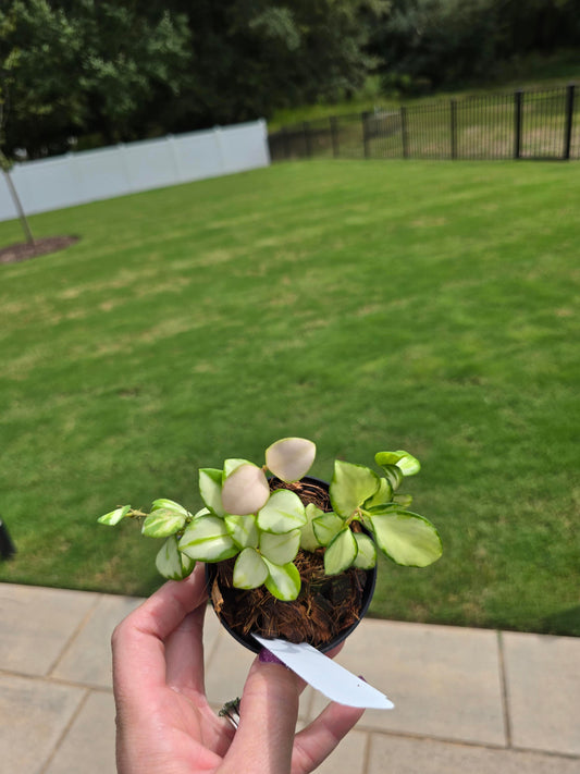 3" Hoya Heuschkeliana Variegated - Pet Friendly - Pick Your Plant Option - Live Indoor Plant