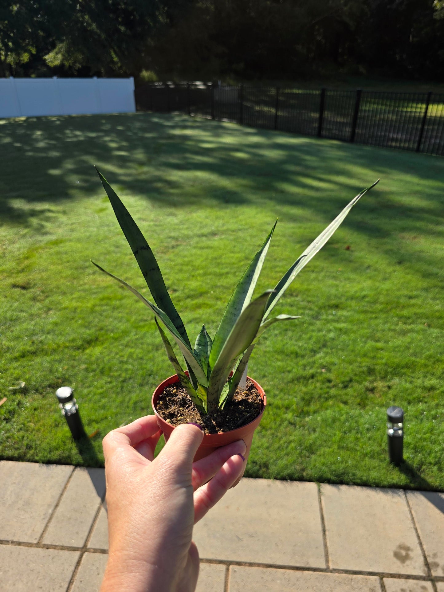 4” Sansevieria Silver Princess - Snake Plant - Not Pet Friendly - Pick Your Plant Option - Live Indoor Plant