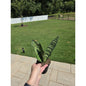 4” Sansevieria Coral - Snake Plant - Not Pet Friendly - Pick Your Plant Option - Live Indoor Plant