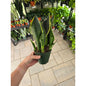 6” Snake Plant Fabi - Sansevieria - Not Pet Friendly - Pick Your Plant Option - Live Indoor Plant