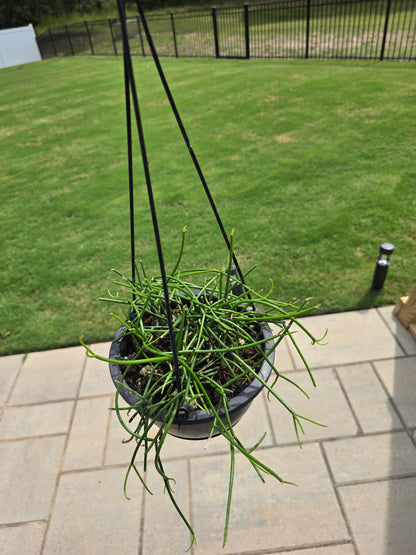 6" Mistletoe Cactus Hanging Basket - Rhipsalis baccifera - Pet Friendly - Pick Your Plant Option - Live Indoor Plant