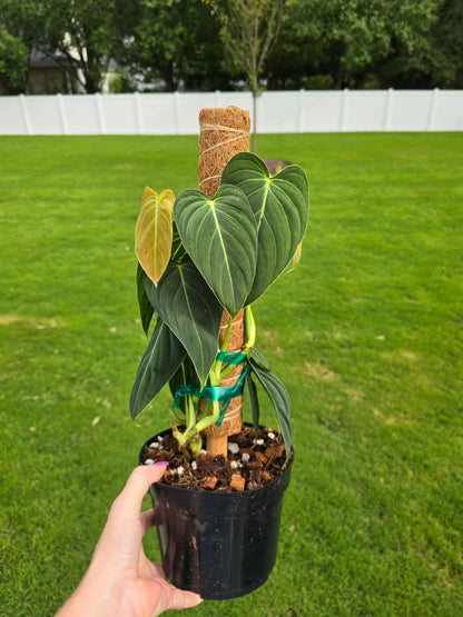 6" Philodendron Melanochrysum with Coco Coir Pole - Not Pet Friendly - Pick Your Plant Option - Live Indoor Plant