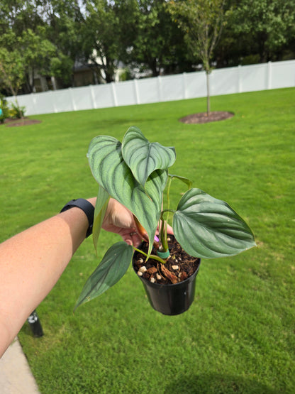 4" Philodendron sp Columbia - Not Pet Friendly - Pick Your Plant Option - Live Indoor Plant