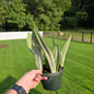 6” Snake Plant Moonshine - Sansevieria - Not Pet Friendly - Pick Your Plant Option - Live Indoor Plant