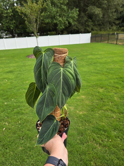 6" Philodendron Melanochrysum with Coco Coir Pole - Not Pet Friendly - Pick Your Plant Option - Live Indoor Plant