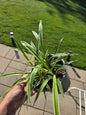 6" Spider Plant Variegated Reverse - Pet Friendly - Pick Your Plant Option - Live Indoor Plant