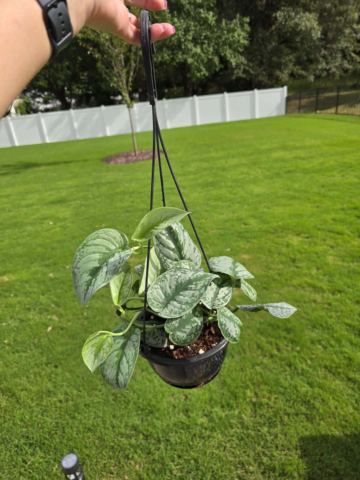 6" Scindapsus Pictus Exotica Hanging Basket - Not Pet Friendly - Pick Your Plant Option - Live Indoor Plant