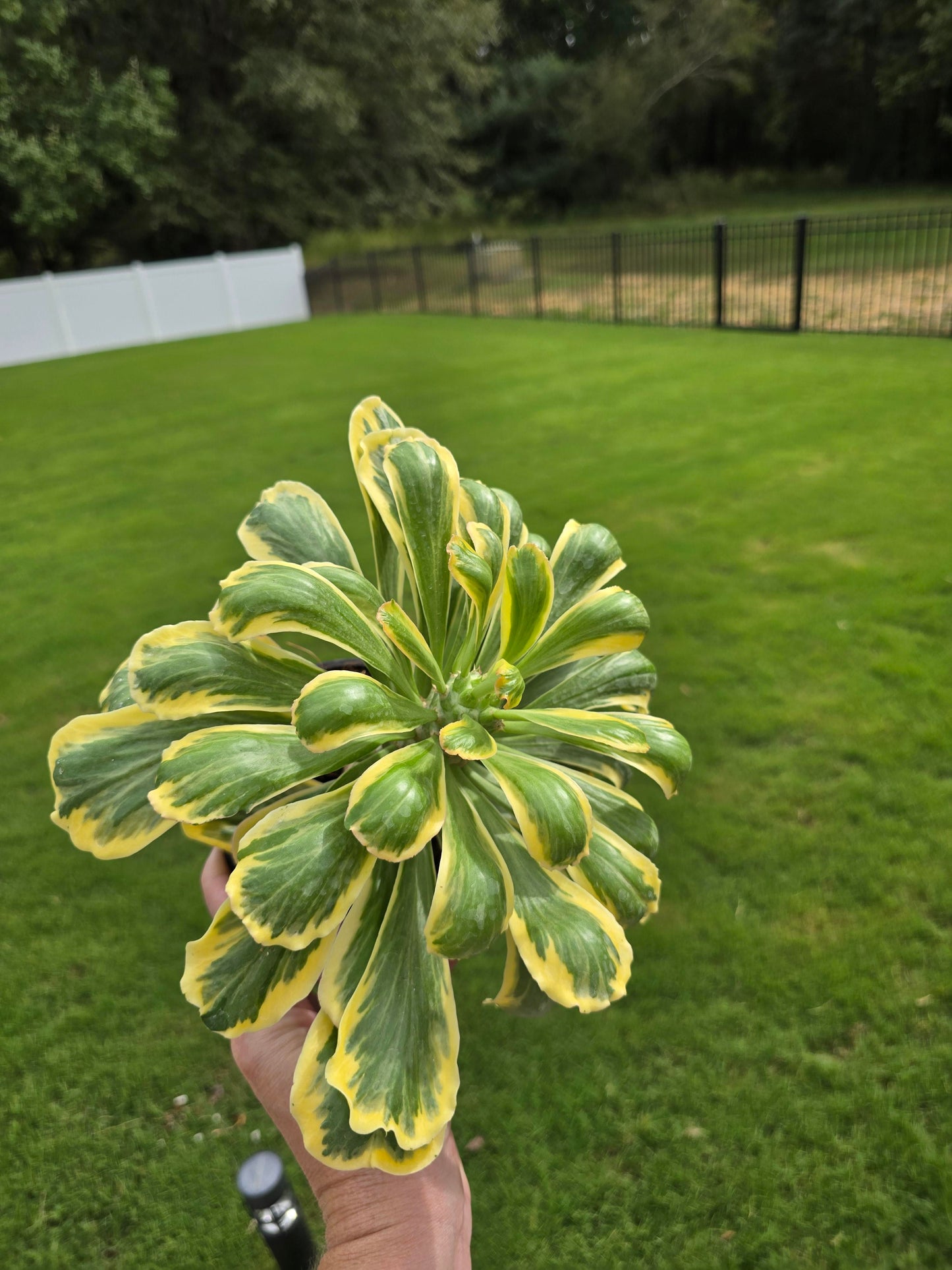 6" Euphorbia Poisonii Variegata - Not Pet Friendly - Pick Your Plant Option - Live Indoor Plant