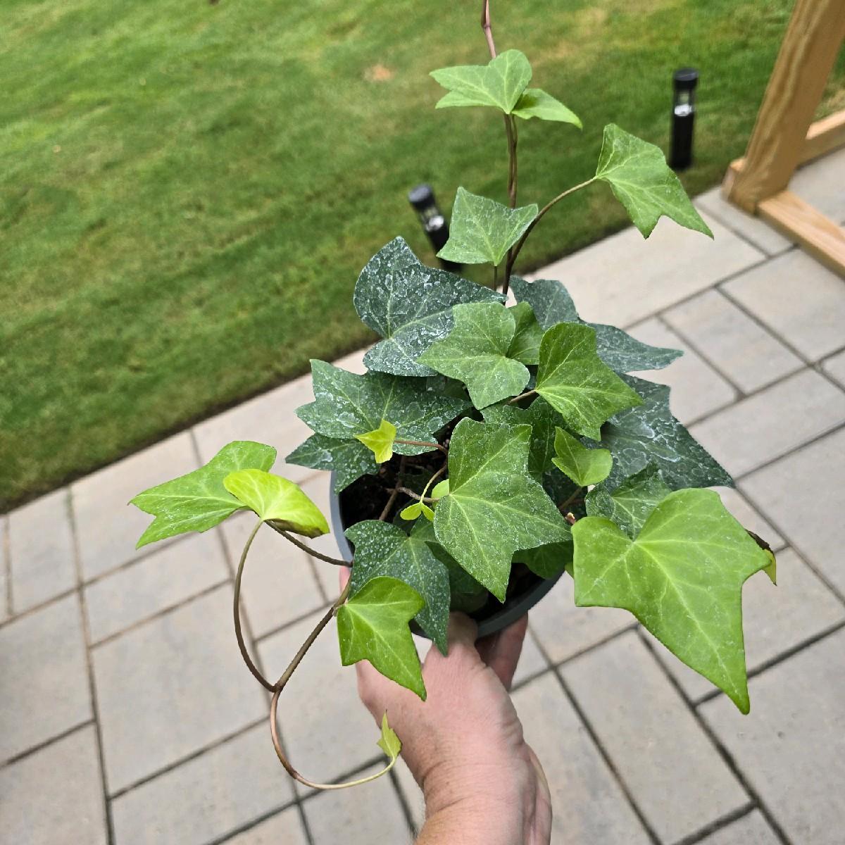 6” Ivy Neon (Lemon) Algerian - Not Pet Friendly - Pick Your Plant Option - Live Indoor Plant