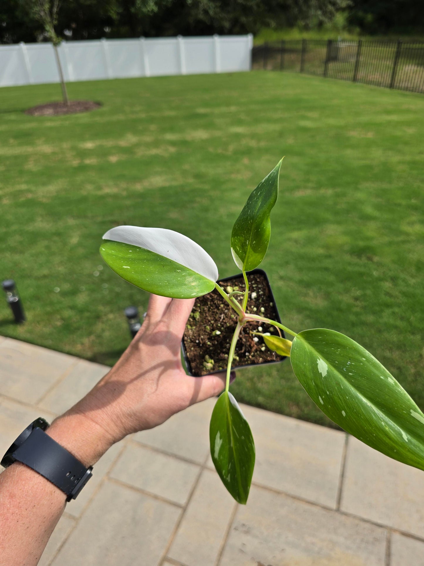 4" Philodendron White Princess - Not Pet Friendly - Pick Your Plant Option - Live Indoor Plant