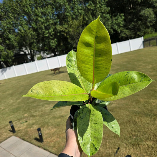 6" Ficus Shivereana Moonshine - Not Pet Friendly - Pick Your Plant Option - Live Indoor Plant