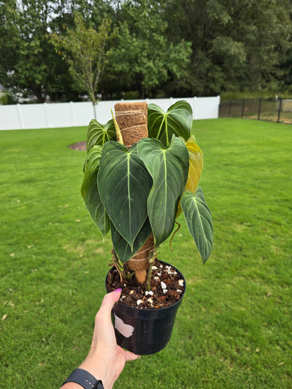 6" Philodendron Melanochrysum with Coco Coir Pole - Not Pet Friendly - Pick Your Plant Option - Live Indoor Plant