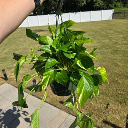 8" Golden Pothos - Not Pet Friendly - Pick Your Plant Option - Live Indoor Plant