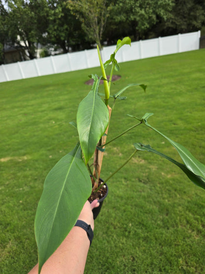 4" Philodendron Joepii - Not Pet Friendly - Pick Your Plant Option - Indoor Plant