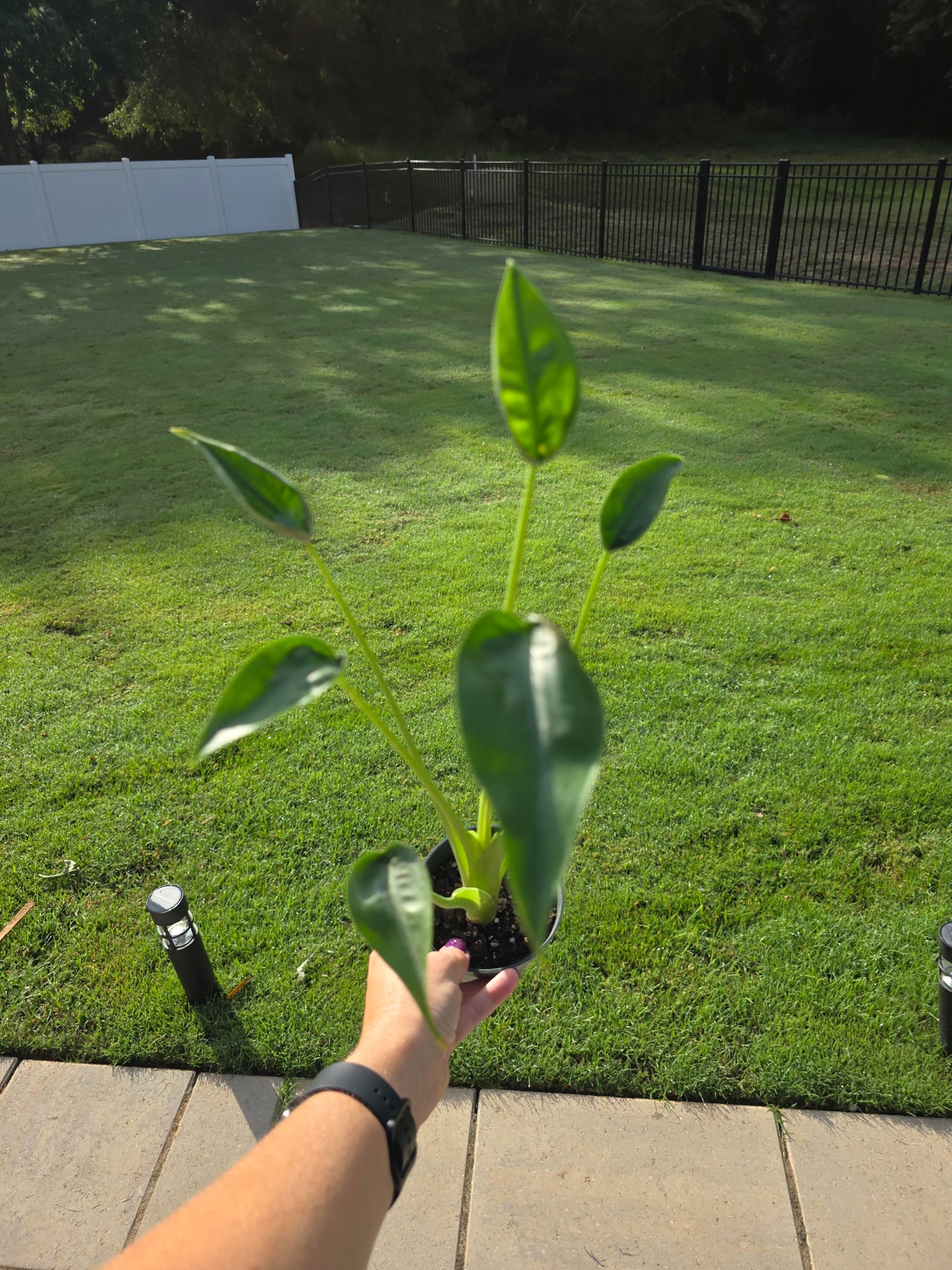 4" Alocasia Tiny Dancer - Not Pet Friendly - Pick Your Plant Option - Live Indoor Plant