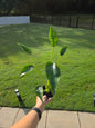 4" Alocasia Tiny Dancer - Not Pet Friendly - Pick Your Plant Option - Live Indoor Plant