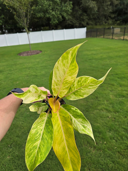 4" Philodendron Orange Marmalade - Not Pet Friendly - Pick Your Plant Option - Indoor Plant