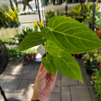 4" Anthurium Forgetii hybrid - Not Pet Friendly - Pick Your Plant Option - Live Indoor Plant