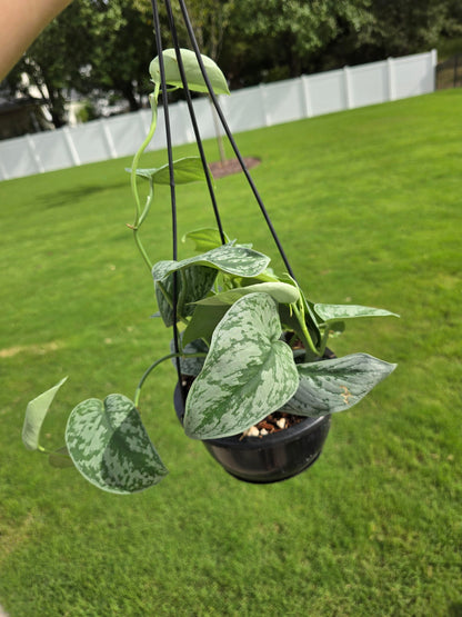 6" Scindapsus Pictus Exotica Hanging Basket - Not Pet Friendly - Pick Your Plant Option - Live Indoor Plant