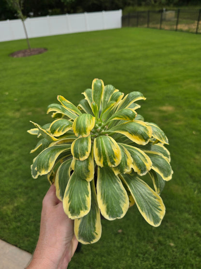 6" Euphorbia Poisonii Variegata - Not Pet Friendly - Pick Your Plant Option - Live Indoor Plant