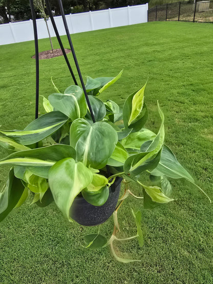 6" Philodendron hederaceum Cream Splash Hanging Basket - Not Pet Friendly - Pick Your Plant Option - Live Indoor Plant