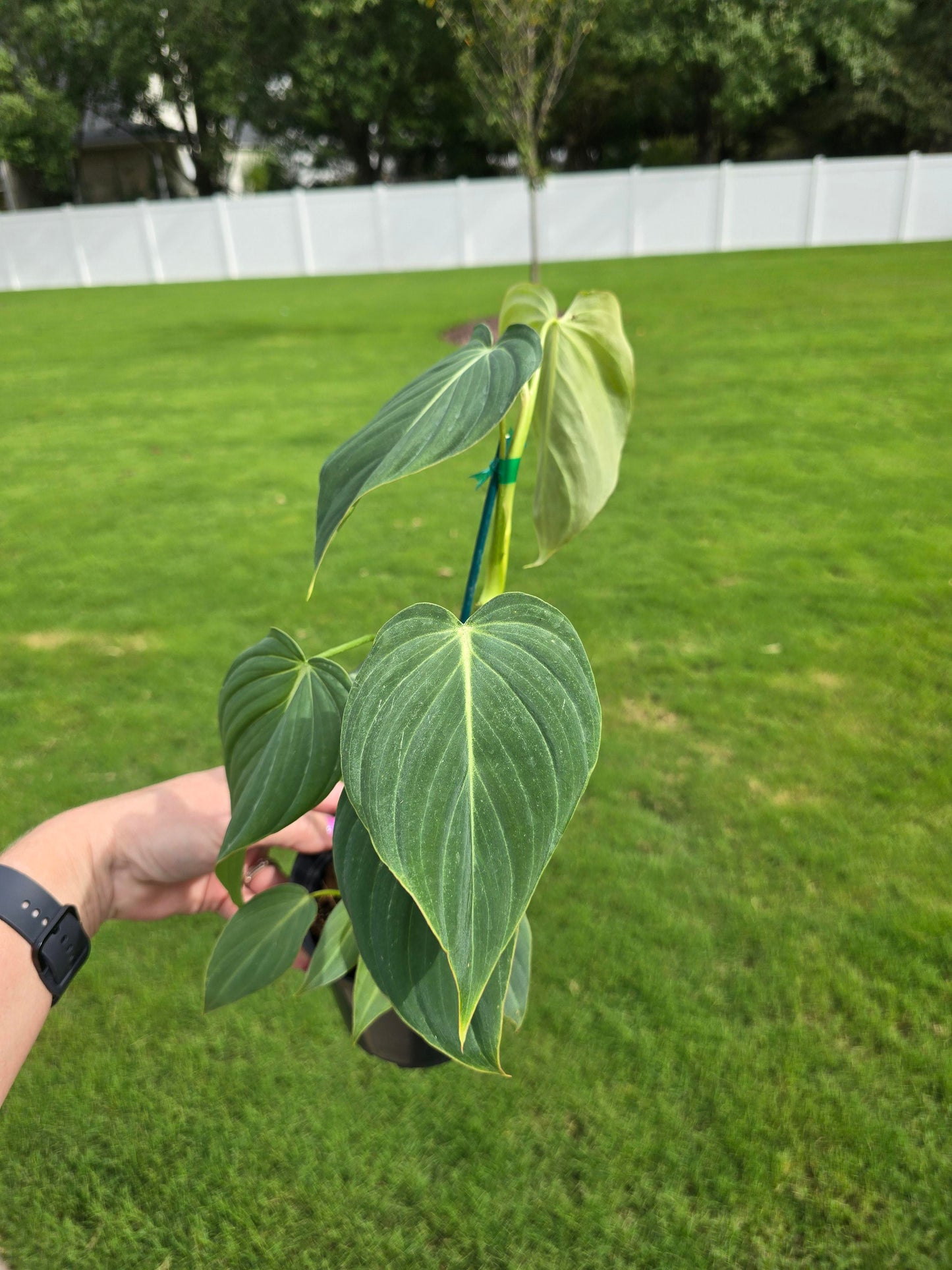 4" Philodendron Glorious (Gloriosum x Melanochrysum) - Not Pet Friendly - Pick Your Plant Option - Live Indoor Plant