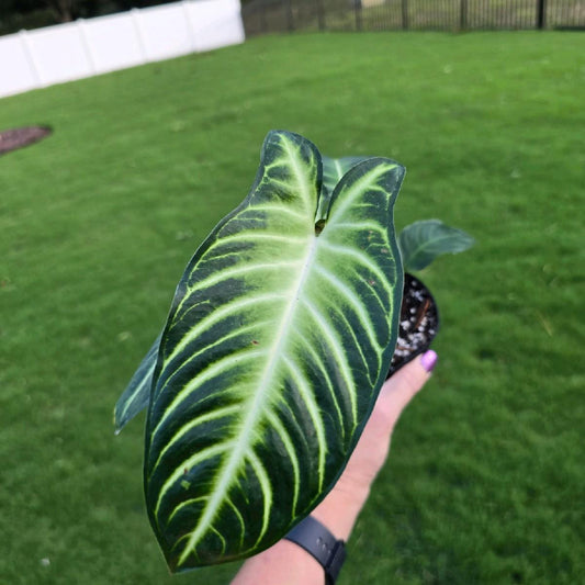 4" Xanthosoma lindenii Magnificum - Not Pet Friendly - Pick Your Plant Option - Live Indoor Plant