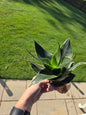 4" Snake Plant Emerald Star - Not Pet Friendly - Pick Your Plant Option - Live Indoor Plant