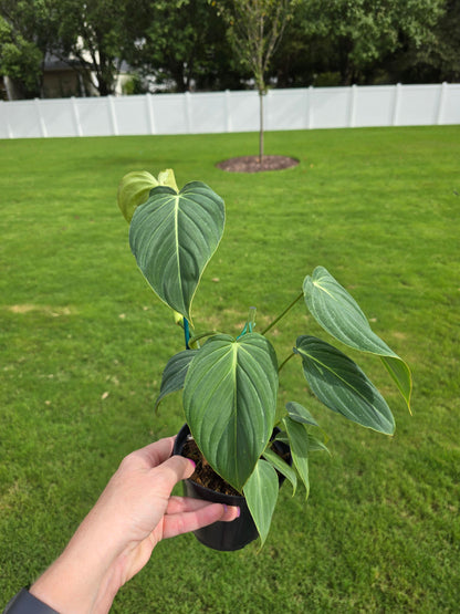 4" Philodendron Glorious (Gloriosum x Melanochrysum) - Not Pet Friendly - Pick Your Plant Option - Live Indoor Plant