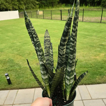 6" Snake Plant Zeylanica Wintergreen - Sansevieria - Not Pet Friendly - Pick Your Plant Option - Live Indoor Plant