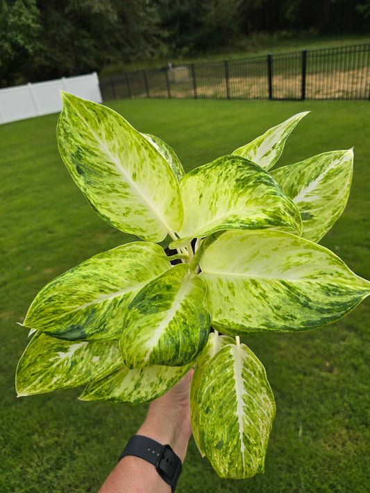 6" Aglaonema Sundrop - Not Pet Friendly - Pick Your Plant Option - Live Indoor Plant