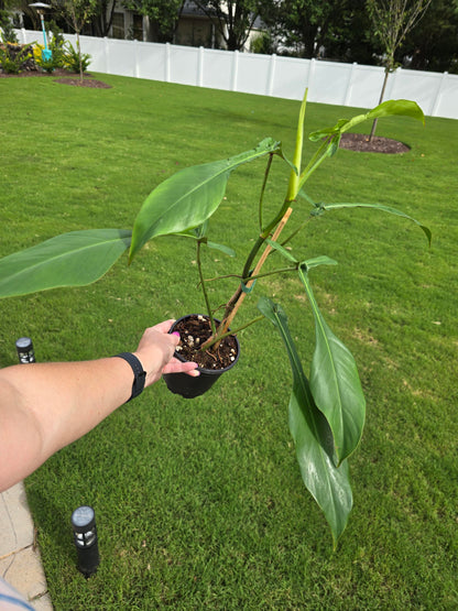 4" Philodendron Joepii - Not Pet Friendly - Pick Your Plant Option - Indoor Plant