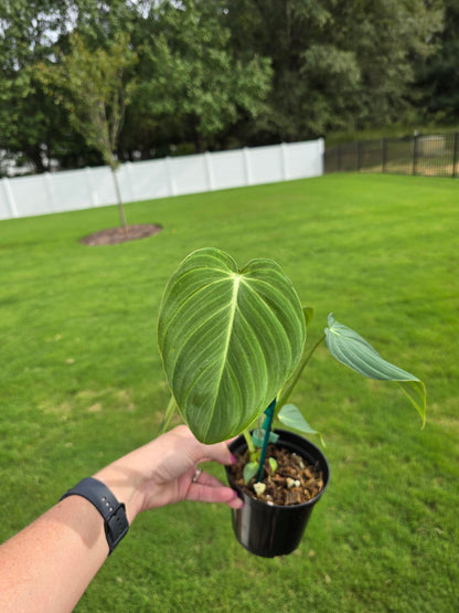 4" Philodendron Glorious (Gloriosum x Melanochrysum) - Not Pet Friendly - Pick Your Plant Option - Live Indoor Plant