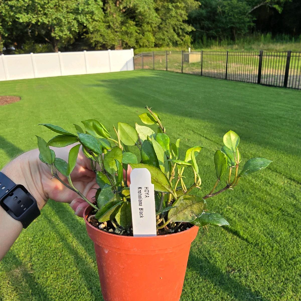 Hoya Krohniana Black 4" - Pet Friendly - Pick Your Plant Option - Live Indoor Plant