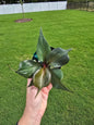 4" Philodendron Red Heart - Not Pet Friendly - Pick Your Plant Option - Live Indoor Plant