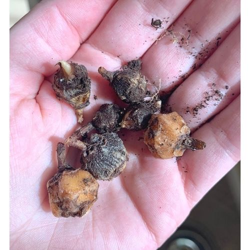 Alocasia Corms 3 pk - Not Pet Friendly - Pick Your Plant Option - Live Indoor Plant