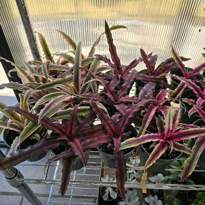 4" Bromeliad Cryptanthus Bivittatus - Pet Friendly - Pick Your Plant Option - Live Indoor Plant